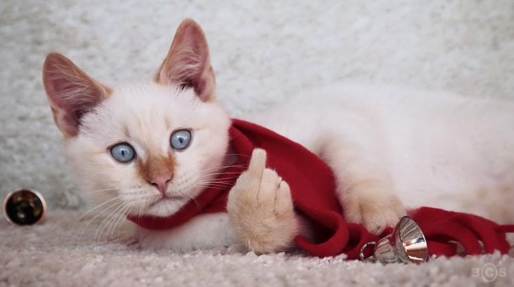 Сиамская кошка чистокровная