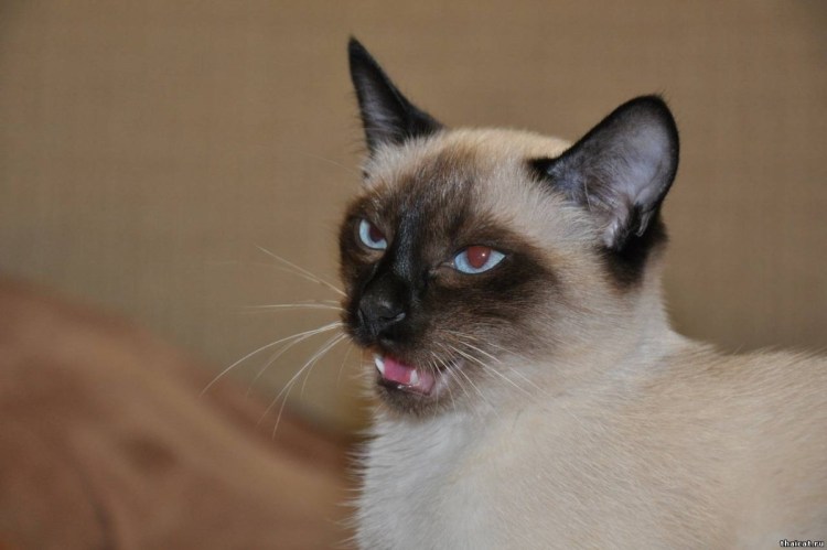 Тонкинез кошка Нижнего Новгорода