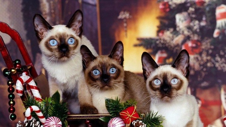 Злой сиамский кот