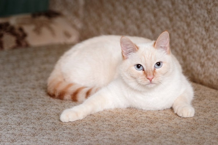 Сиамская кошка белая