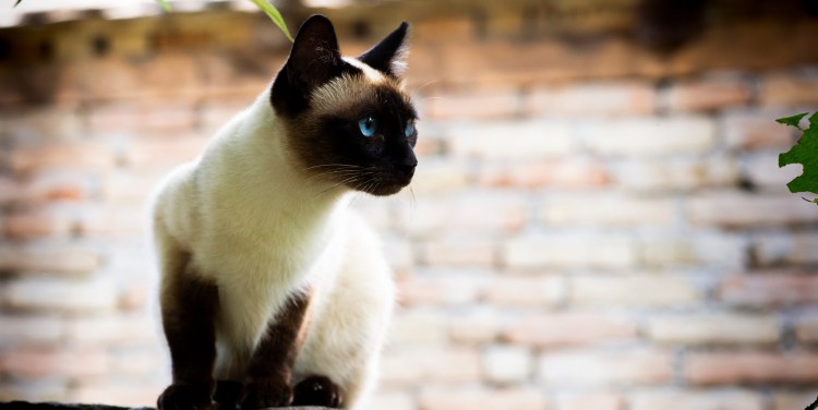 Балинезийская кошка Ориентал