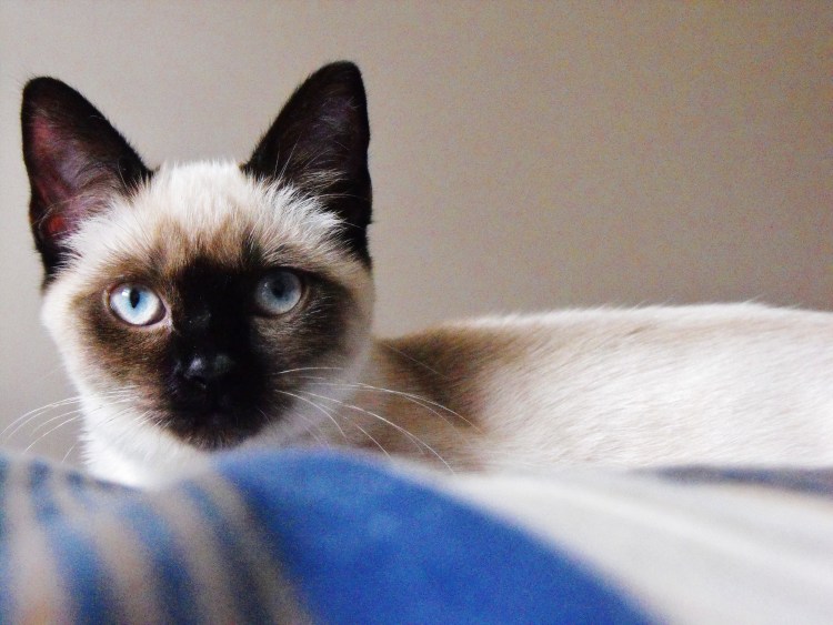 Сиамский кот в позе квадрата