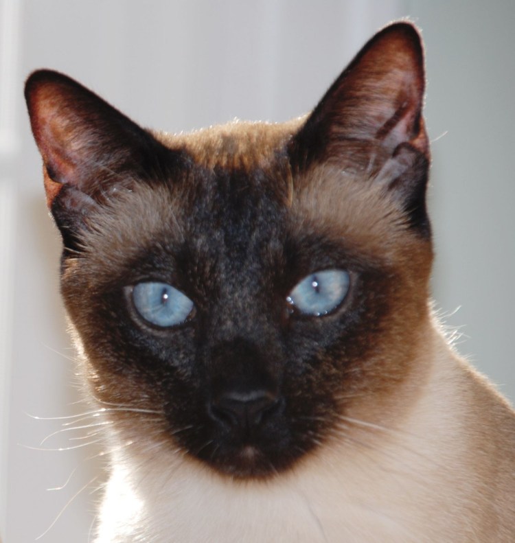Сиамская кошка ред Пойнт