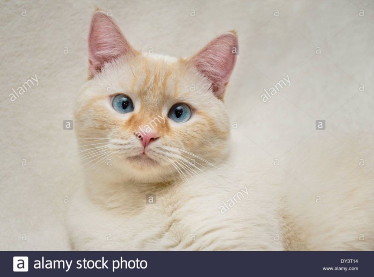 Классический Сиам