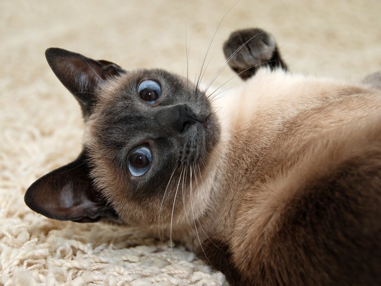 Тайский кот ред поинт