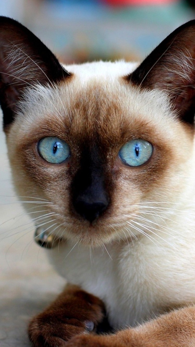 Сиамский и тайский кот