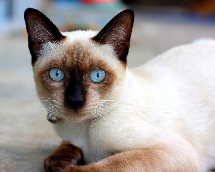 Глаза сиамских кошек