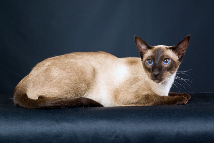 Тайская Сиамская Бирма Невская