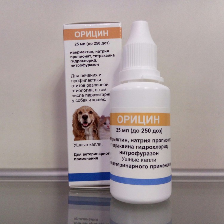 Пудель воспалилось ухо