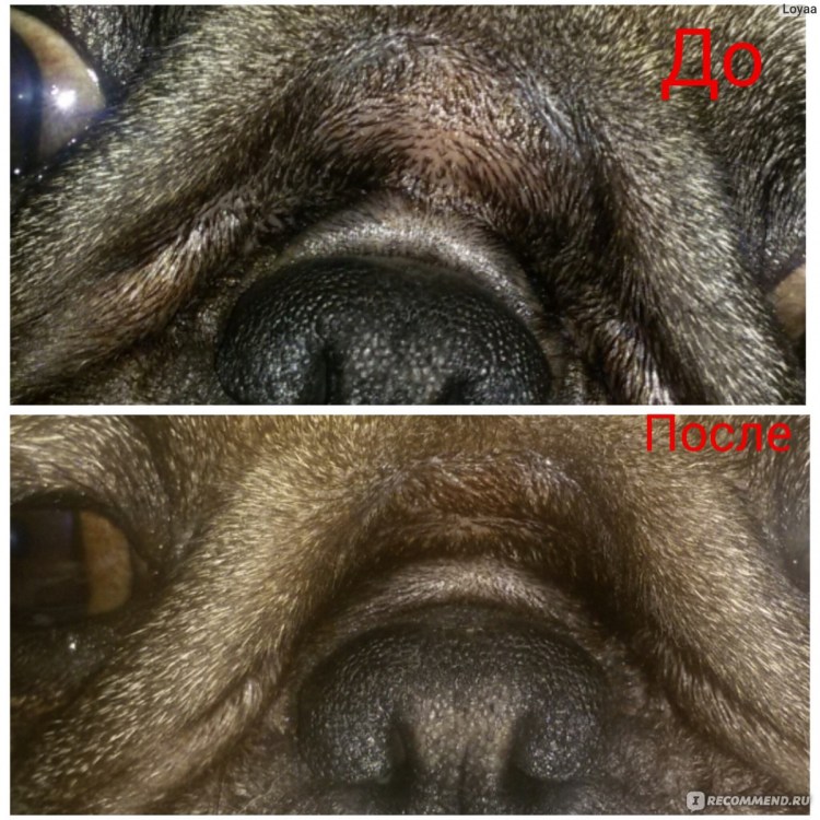 Аллергический отит у собак