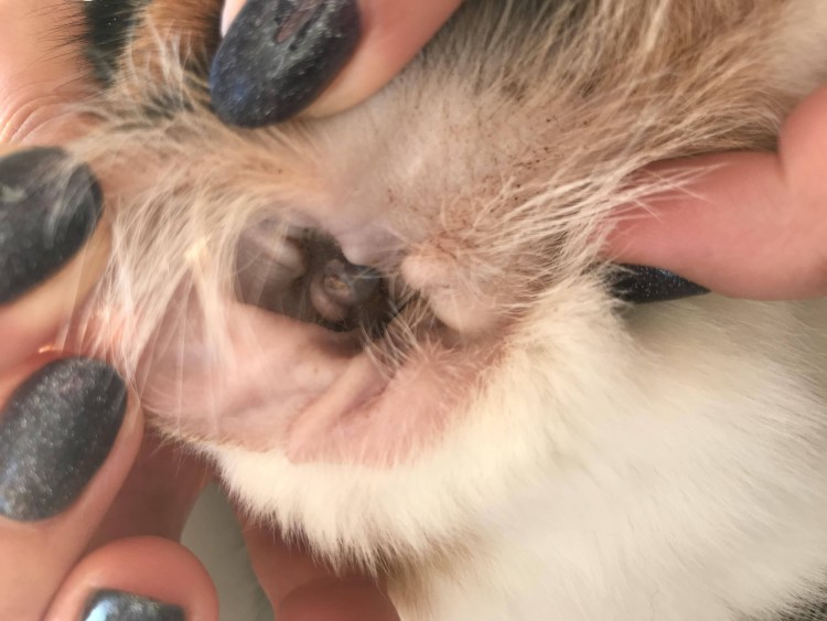 Отодектоз отит у собак