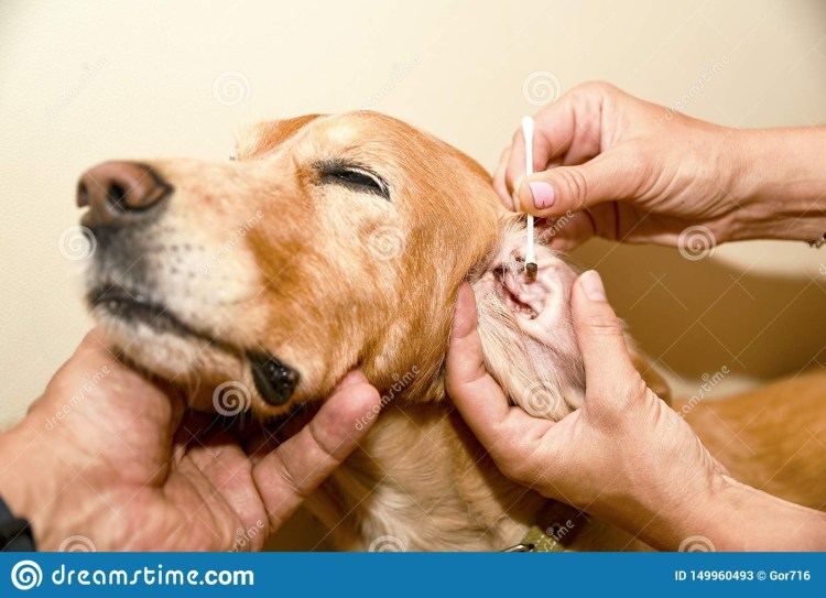 Дерматоз краев ушных раковин собак