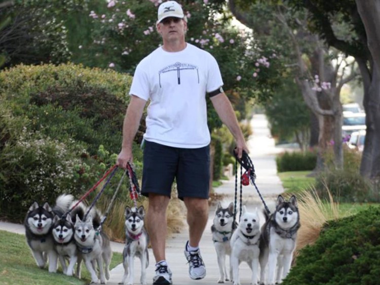 С большой собаке Кай в Америке 18