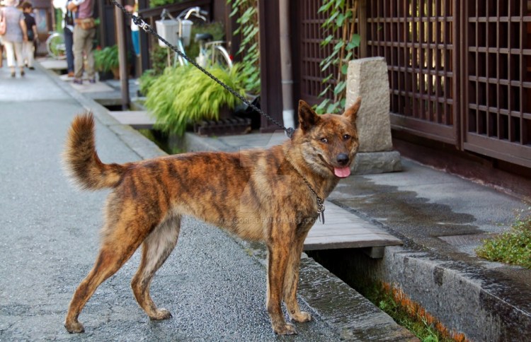 Тигровая собака Кай