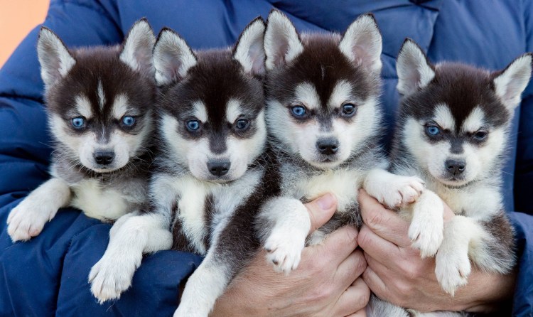 Кли Кай щенок 1 месяц