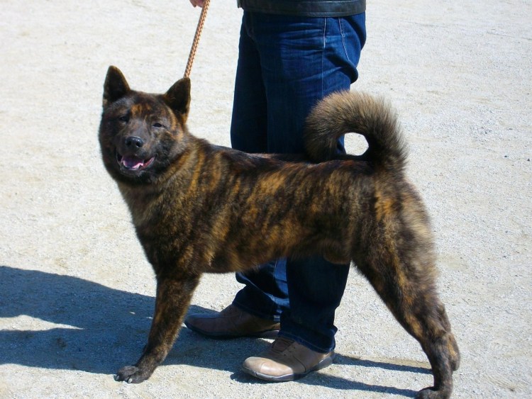 Порода КАИ ину