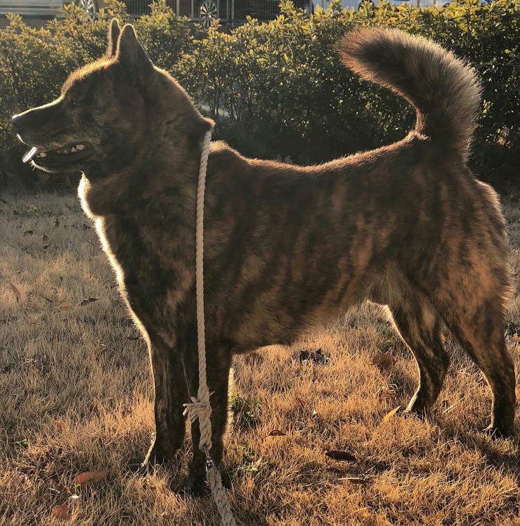 Кай Кен порода