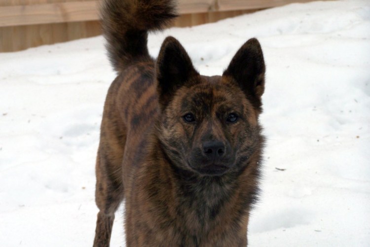 Кай ину собака фото