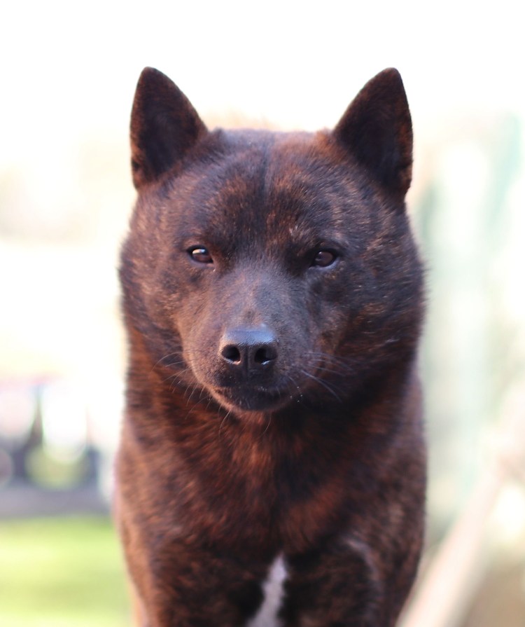 Кай ину порода собак