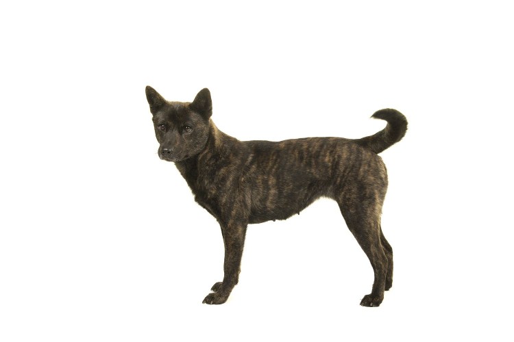 Кен собака на белом фоне стоит фото