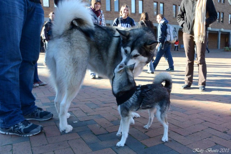 Аляскинский маламут и кли-Кай