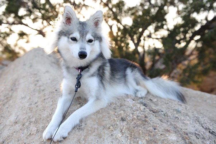 Аляскинский кли Кай белый