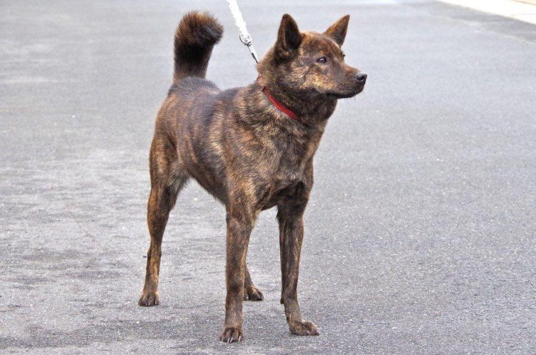 Кай ину порода собак