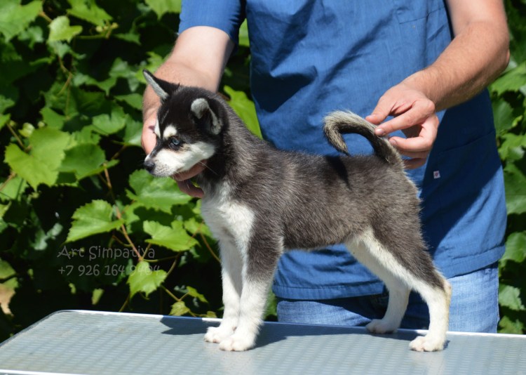 Аляскинский кли Кай стандарт