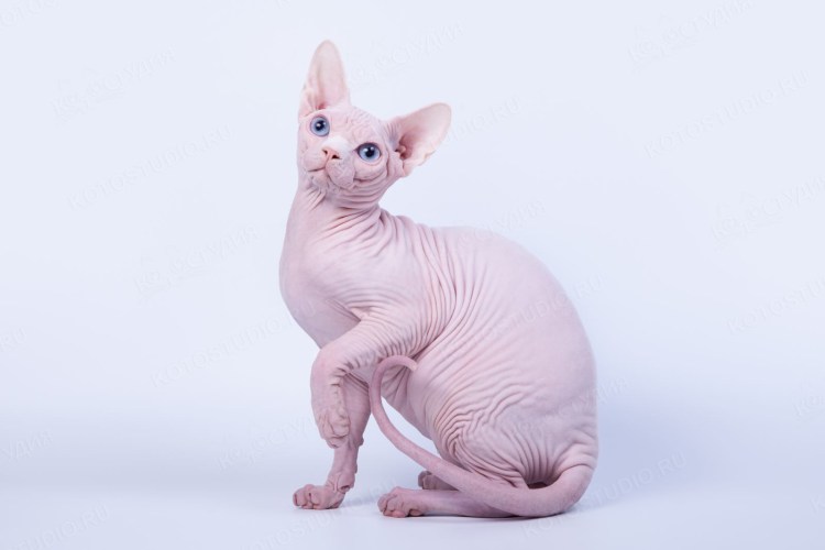 Котик в шляпке