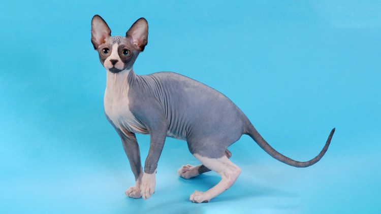 Сфинкс (порода кошек)