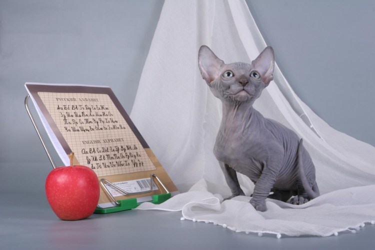 Кот в мексиканской шляпе