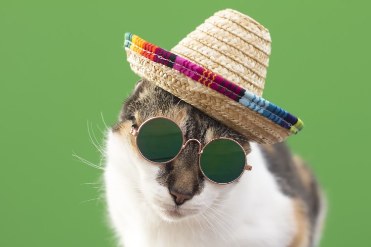 Кошка в шляпке