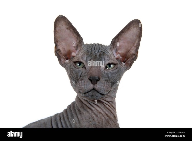 Сфинкс с загнутыми ушами порода