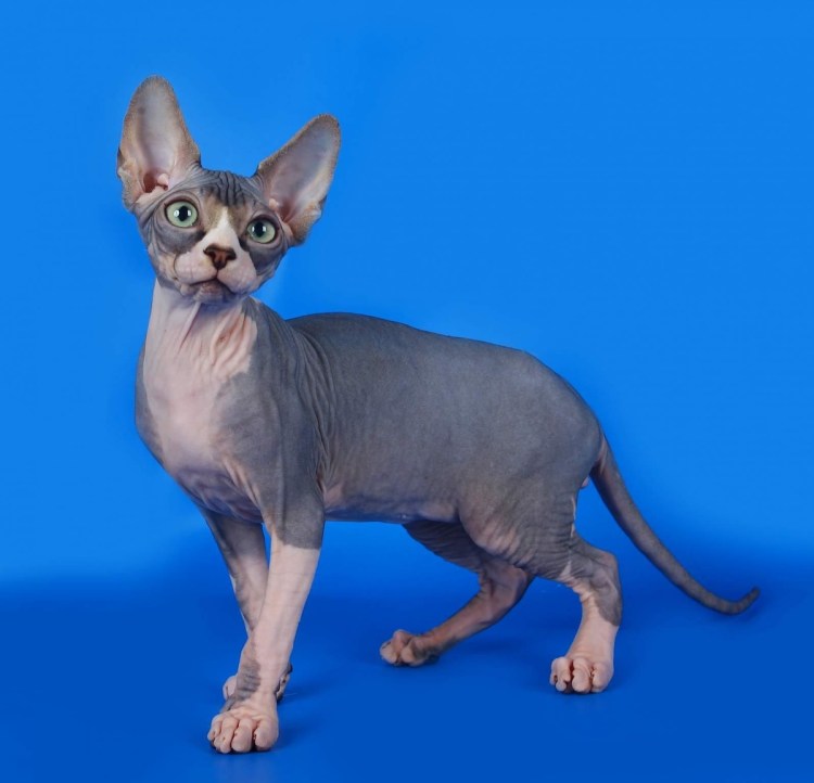 Порода канадский сфинкс