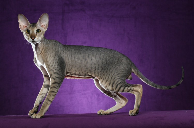 Петерболд Вариетта Сиам