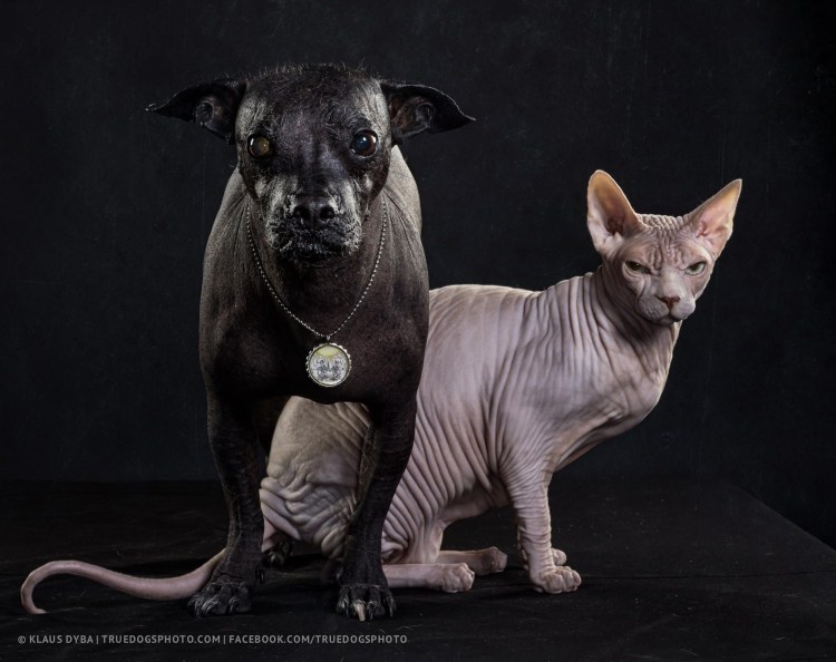 Собака сфинкс ксолоитцкуинтли порода