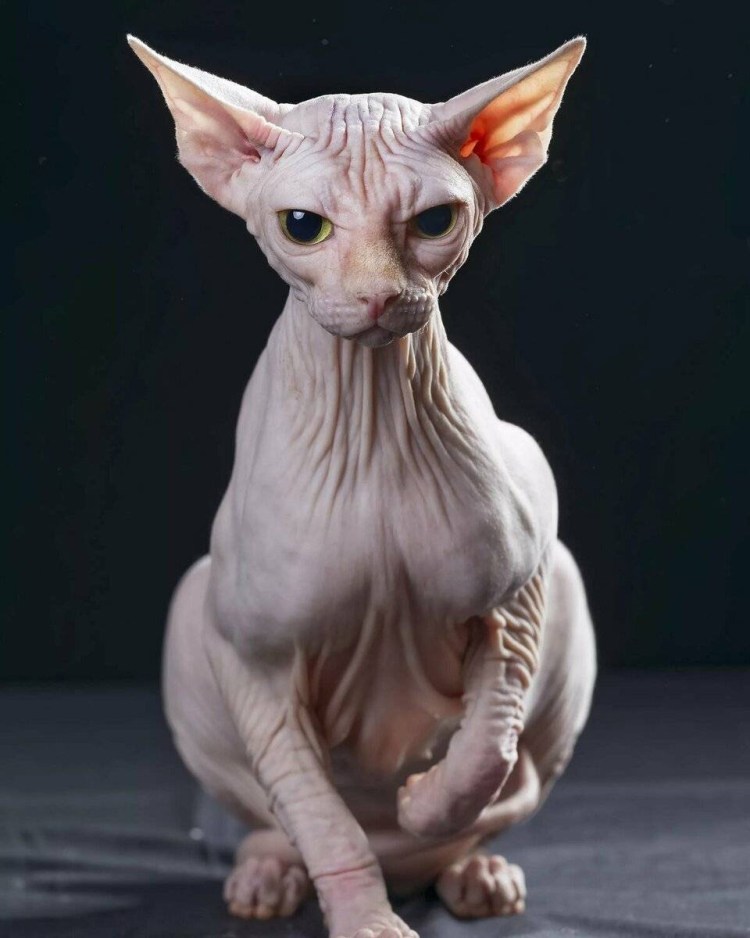 Сфинкс (порода кошек)