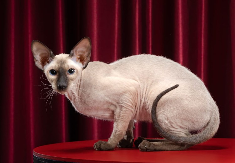 Коты Петерболд видео