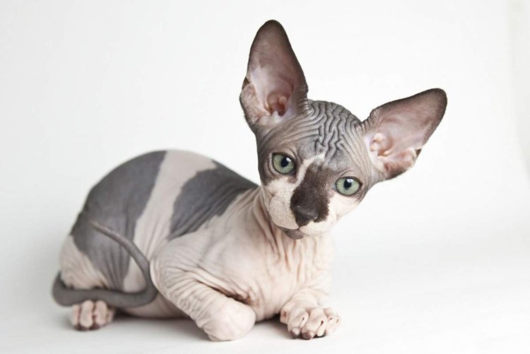 Канадский сфинкс Бамбино