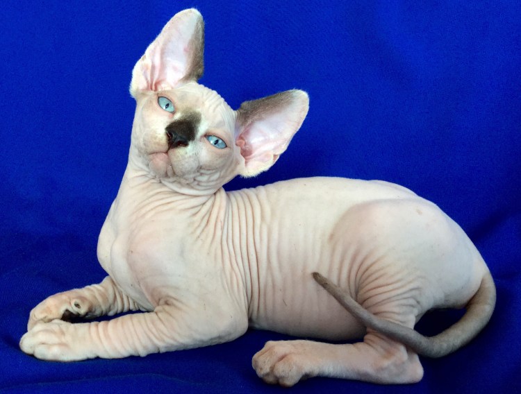 Персидский сфинкс