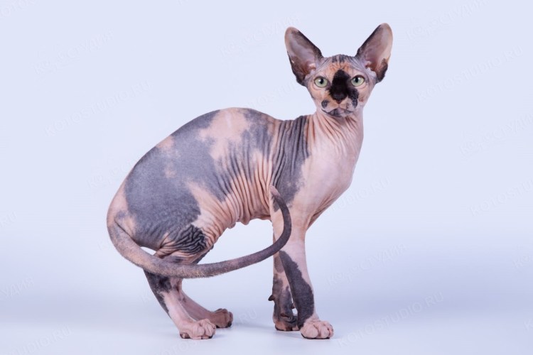 Канадский сфинкс 2160p