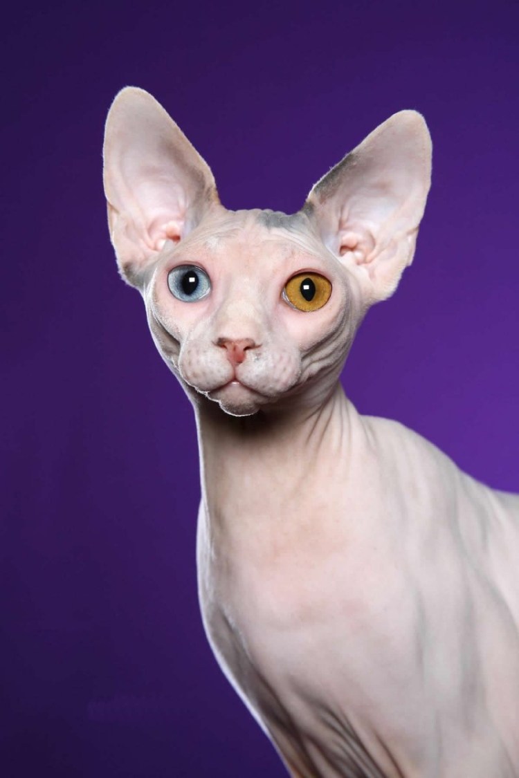 Голубой канадский сфинкс