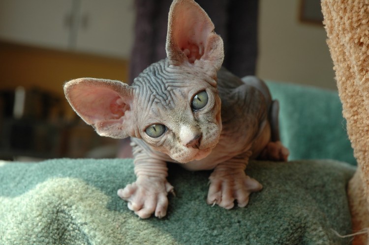 Сфинкс порода кошек канадский