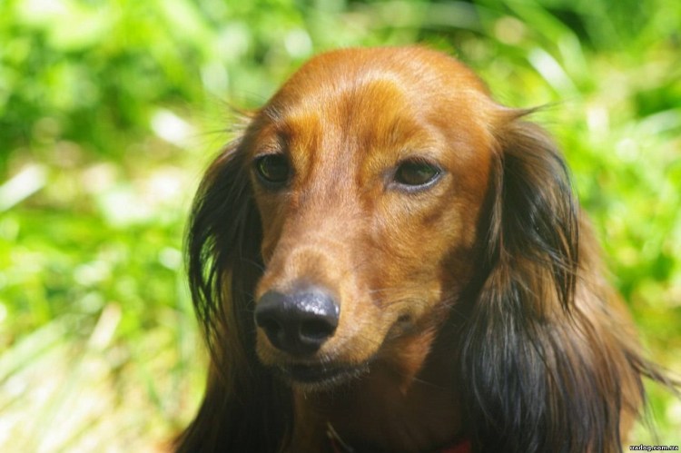 Такса на природе