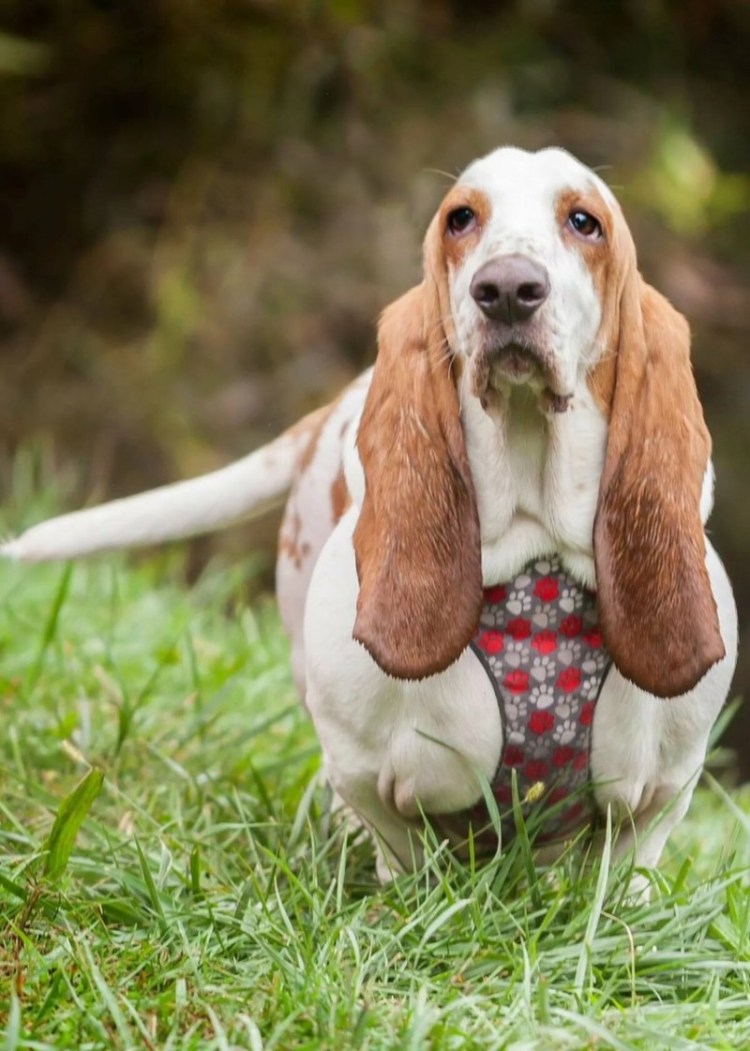 Вислоухая коза