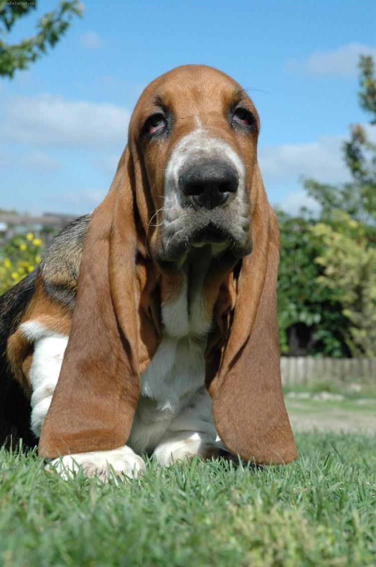 Аниме принцесса Дриада