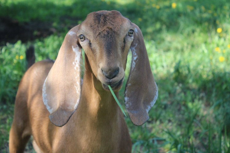 Кокер спаниель длинношерстный