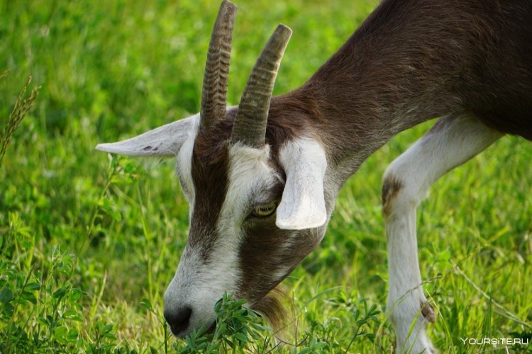 Ушастый Бассет-хаунд