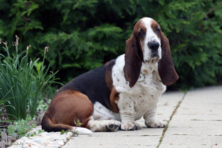 Собака Баскервилей Бассет хаунд