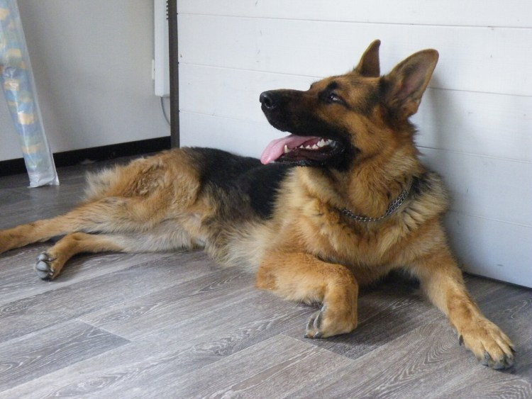 Дверь для собак в доме